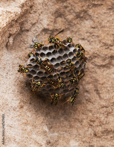 Wasps on the beach. Close-up wasp hive on stone background. 2