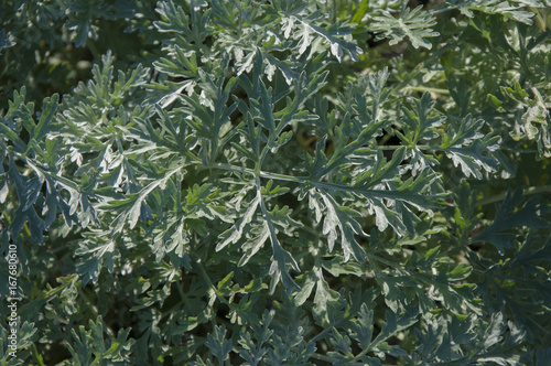 Wallpaper Mural Vermouth, absinthe Torontodigital.ca