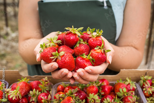 Woman holding a juicy bitten strawberry into the camera,strawberry in arm. Woman holding strawberry in hands in greenhouse,Female hand holding strawberry on blurred background,strawberry crop concept