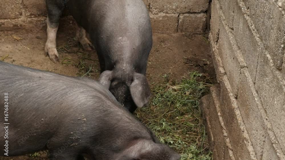 Animals from the genus Sus slow motion 1920X1080 HD footage - Black pig eats in the barn slow-mo 1080p FullHD video Animals from the genus Sus slow motion 1920X1080 HD footage - Black pig eats in the barn slow-mo 1080p FullHD video