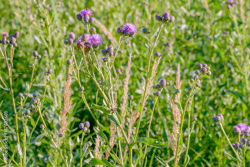 A Centaurea Scabiosa flower with buds   also known as  greater knapweed  is growing in the meadow close to the Dnieper River in Kiev  Ukraine  under the warm summer sun