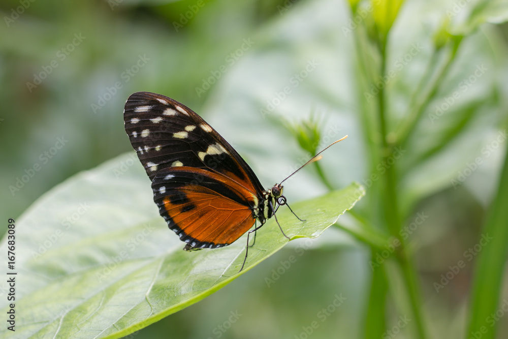 Obraz premium Papillon sur feuille