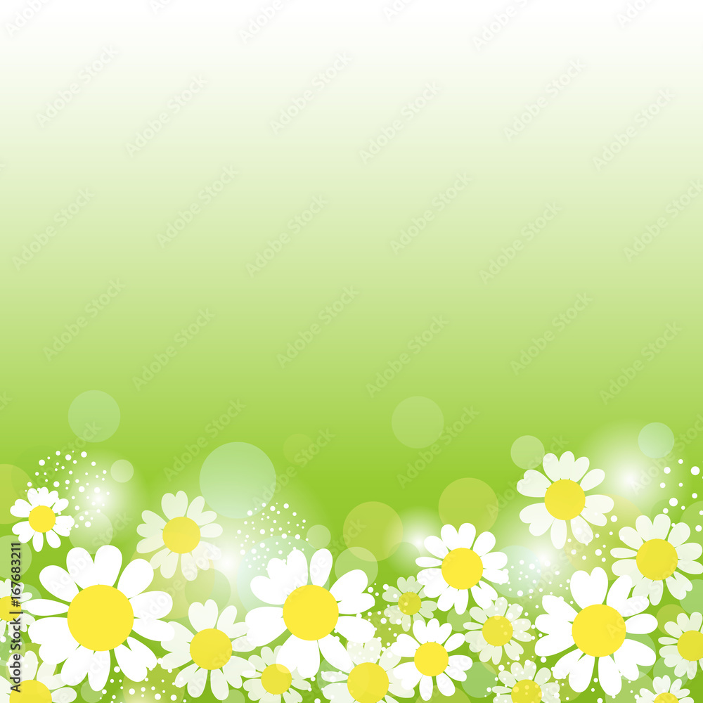 Summer background with daisies. Vector illustration. Summer background with daisies. Vector illustration.