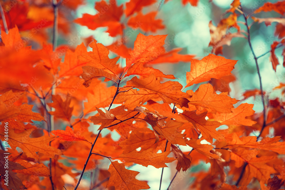 Oak branch with red leaves in the forest in autumn Oak branch with red leaves in the forest in autumn