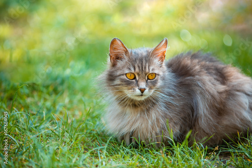 Siberian cat relaxing outdoor on the grass
