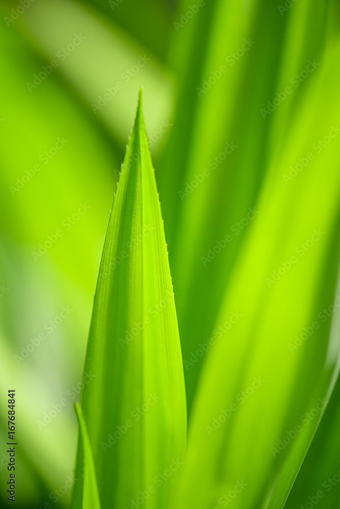 Closeup nature view of green leaf in garden at summer under sunlight. Natural green plants landscape using as a background or wallpaper. Closeup nature view of green leaf in garden at summer under sunlight. Natural green plants landscape using as a background or wallpaper.
