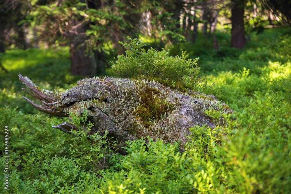 Dried stump with vegetation of lichen, moss and blueberry in spruce forest, national park Giant mountains, Czech republic. Dried stump with vegetation of lichen, moss and blueberry in spruce forest, national park Giant mountains, Czech republic.