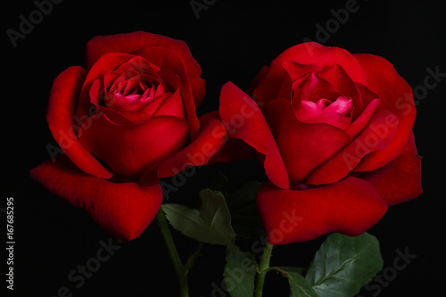 Fototapeta Naklejka Na Ścianę i Meble -  Two red roses on black background.