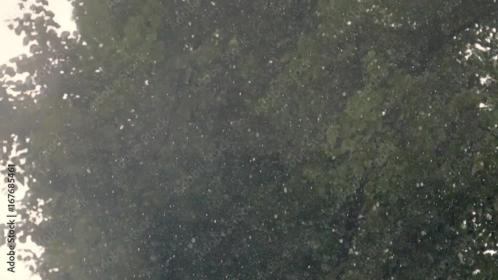 Rain in slow motion rainy day heavy raining in forest trees park Rain in slow motion rainy day heavy raining in forest trees park