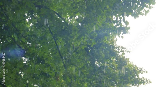 Rainfall in park slow motion sunlight flickering through trees heavy rain in forest rainy weather trees