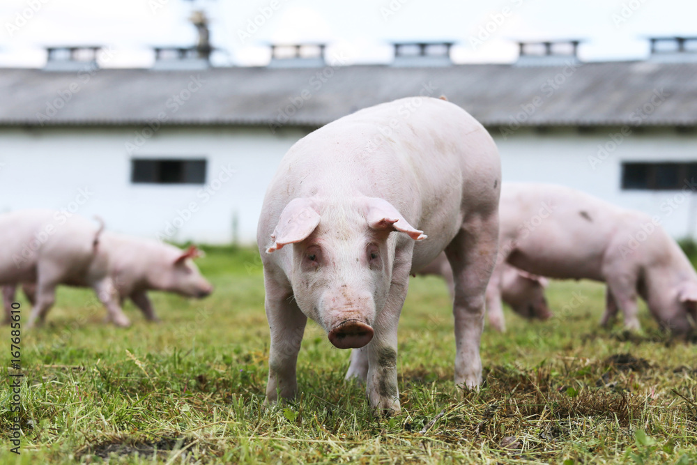 Piglet portrait on pig breeding farm rural scene Piglet portrait on pig breeding farm rural scene