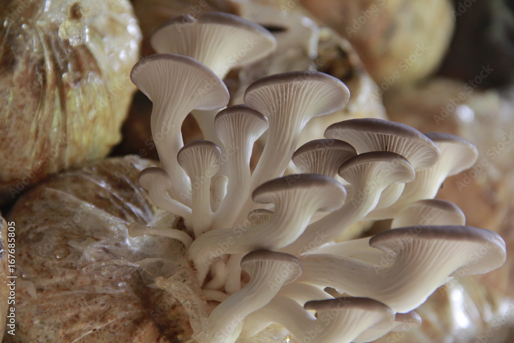 Mushrooms in the nursery Mushroom is a naturally occurring type of mushroom. Used to cook food to the body. Mushrooms in the nursery Mushroom is a naturally occurring type of mushroom. Used to cook food to the body.