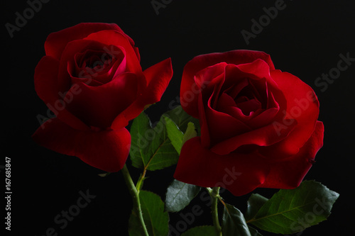 Fototapeta Naklejka Na Ścianę i Meble -  Two red roses on black background. Valentines card image.