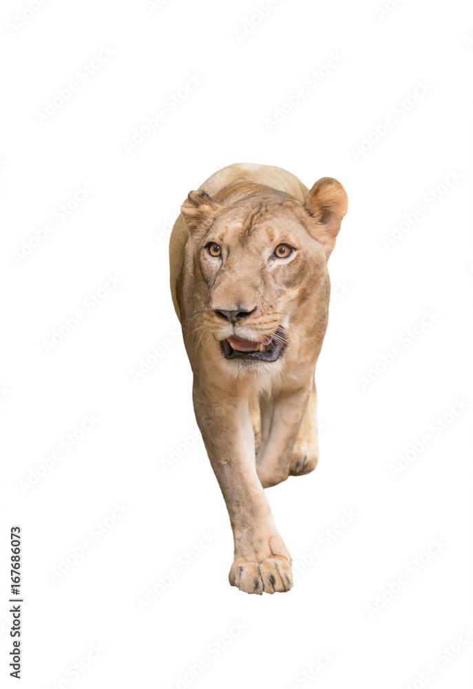 Obraz premium female lion isolated