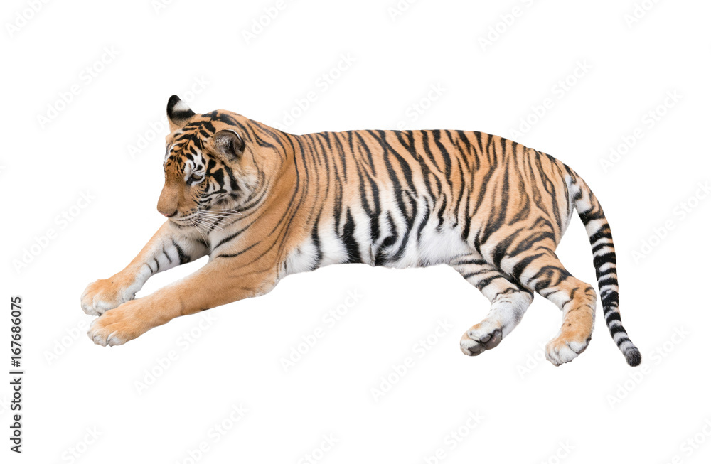 Fototapeta premium female bengal tiger isolated