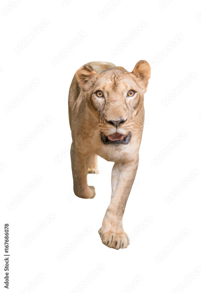 Obraz premium female lion isolated