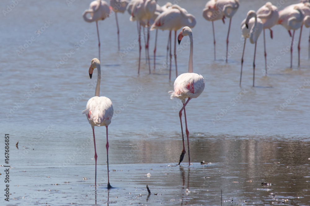 Obraz premium Fenicotteri nel parco naturale della Camargue
