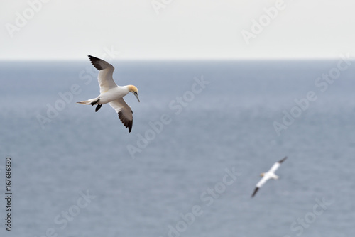 Flying northern gannet  Morus bassanus  seabird in the cliff of Helgoland island