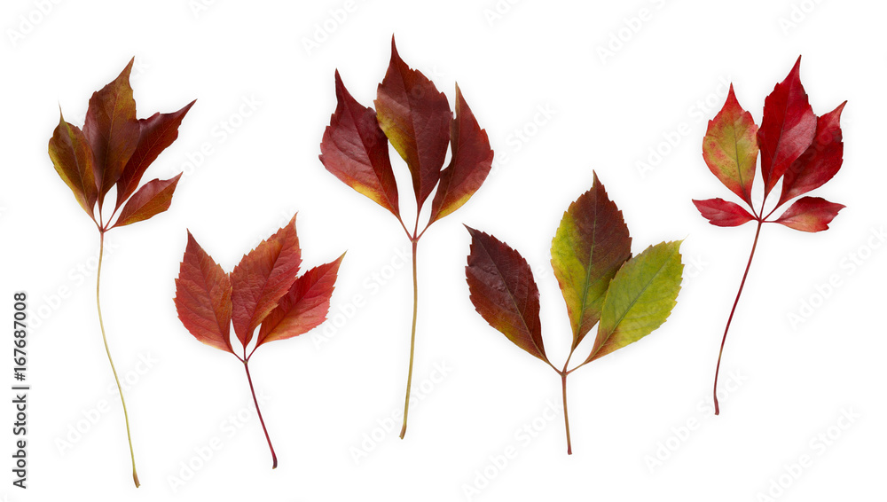 Fototapeta premium Fall oak leaves pattern isolated on white background