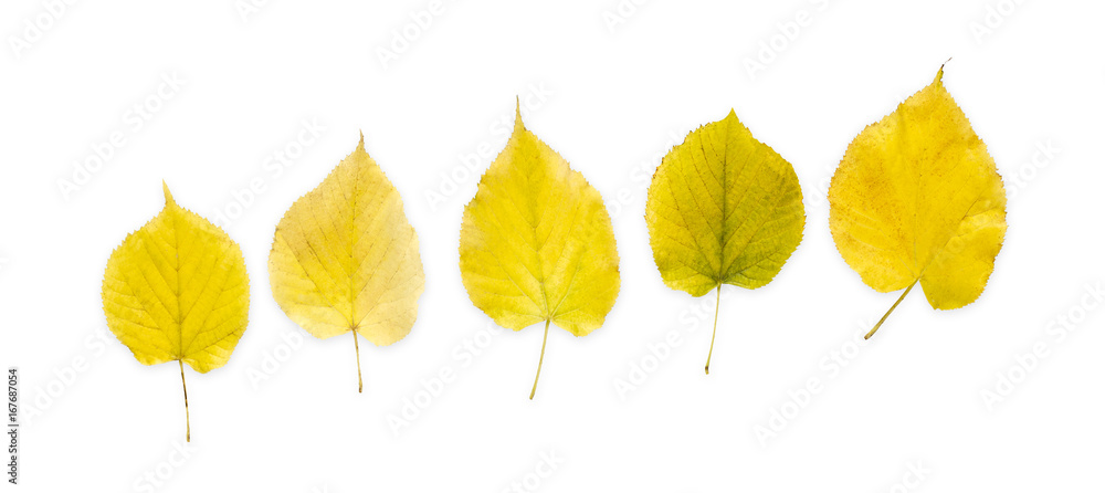 Fall maple leaves pattern isolated on white background