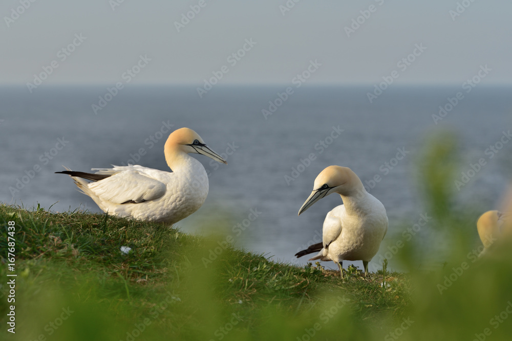 The northern gannet (Morus bassanus) seabird in the cliff of Helgoland island The northern gannet (Morus bassanus) seabird in the cliff of Helgoland island