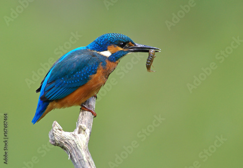 Kingfisher on a branch 27