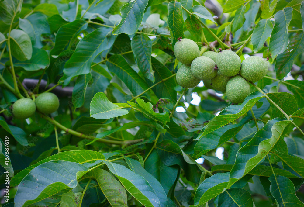 Unripe walnut on a branch in the garden