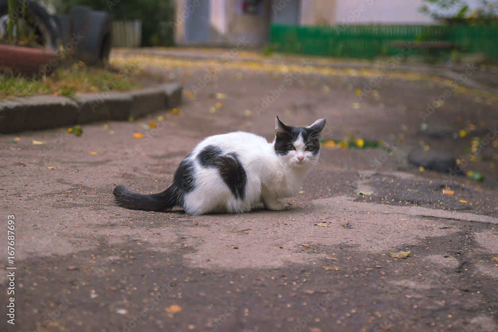 Stray street cats near industrial zone Stray street cats near industrial zone