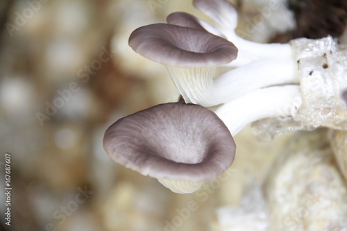 Mushroom cultivation in the nursery Mushrooms are naturally occurring plants that are beneficial to the body and can be eaten.
