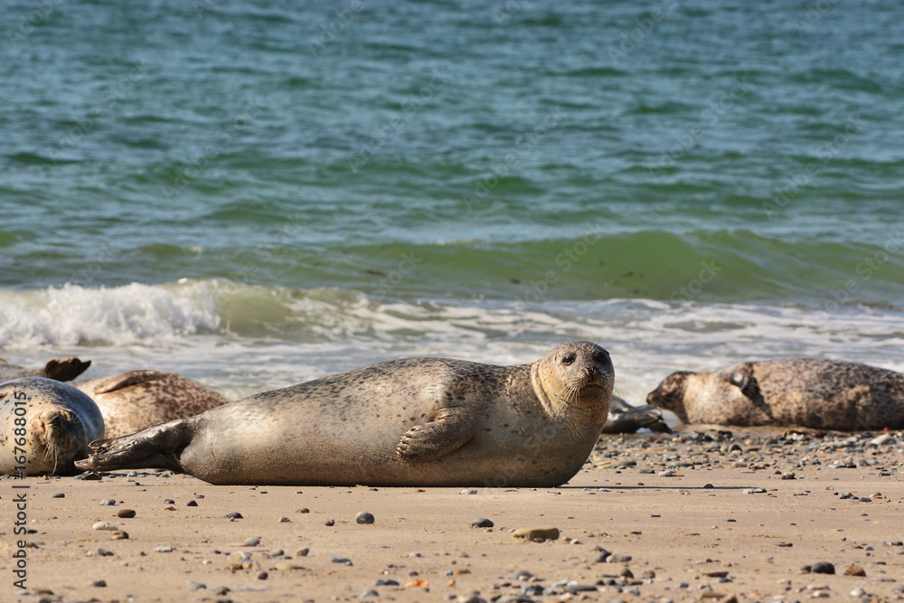 Fototapeta premium The harbor (or harbour) seal (Phoca vitulina), also known as the common seal in the white sand beach on the Düne island near Helgoland island in east Germany