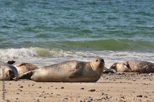 The harbor (or harbour) seal (Phoca vitulina), also known as the common seal in the white sand beach on the Düne island near Helgoland island in east Germany