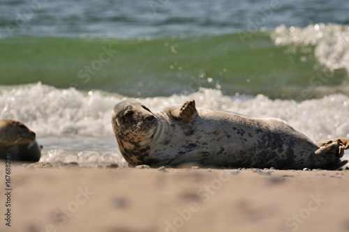 The harbor (or harbour) seal (Phoca vitulina), also known as the common seal in the white sand beach on the Düne island near Helgoland island in east Germany © Lukas