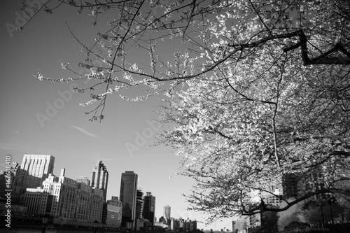 Cherry blossom tree and buildings in black and white style  New York