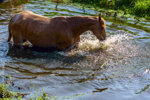Horses in the water in the river