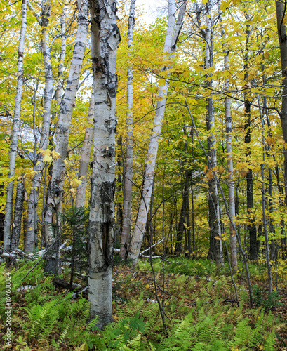 fall colors in Vermont with aspen trees