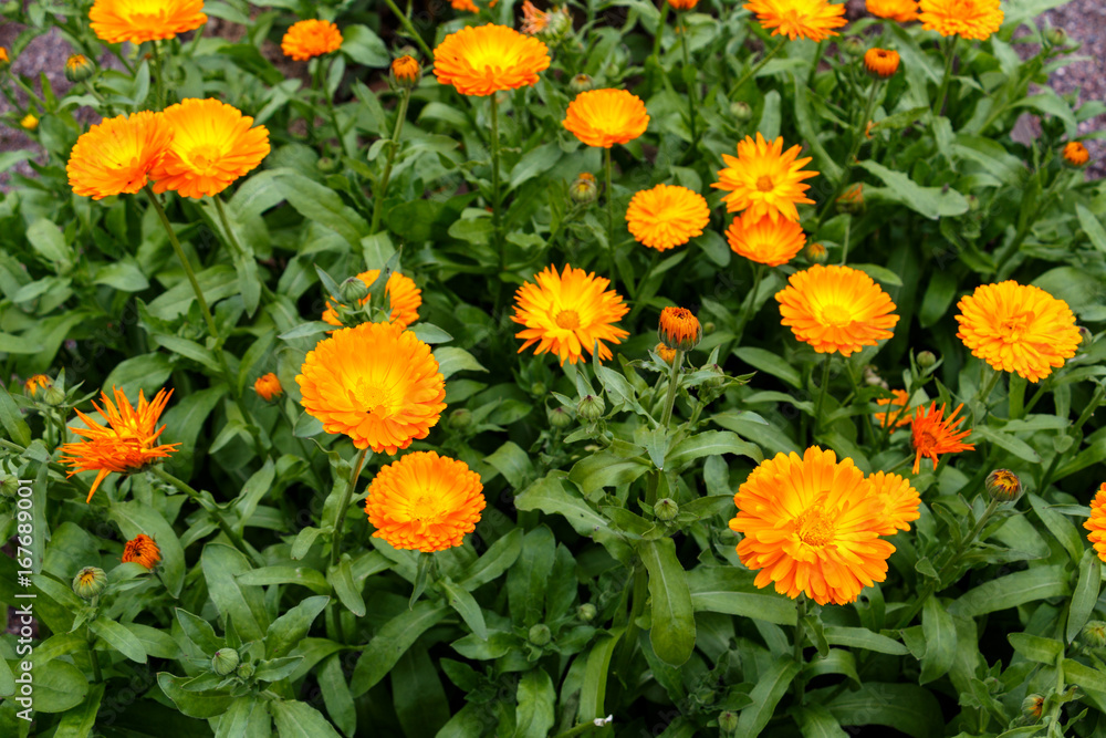 Beautiful yellow marigolds in the summer garden Beautiful yellow marigolds in the summer garden