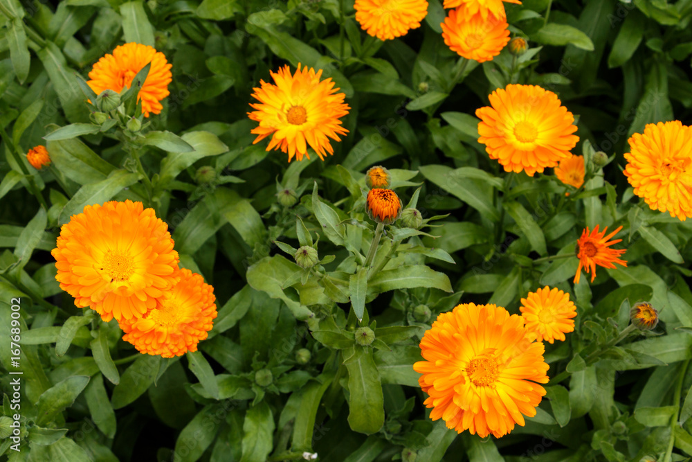 Beautiful yellow marigolds in the summer garden Beautiful yellow marigolds in the summer garden