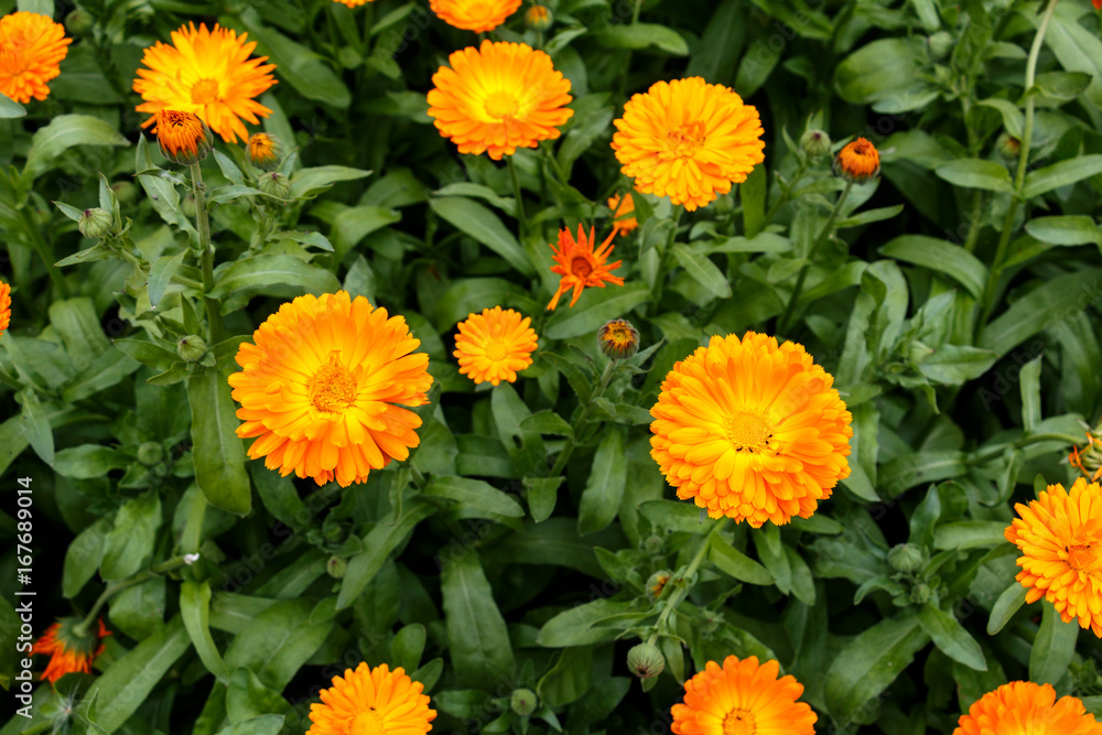 Beautiful yellow marigolds in the summer garden Beautiful yellow marigolds in the summer garden