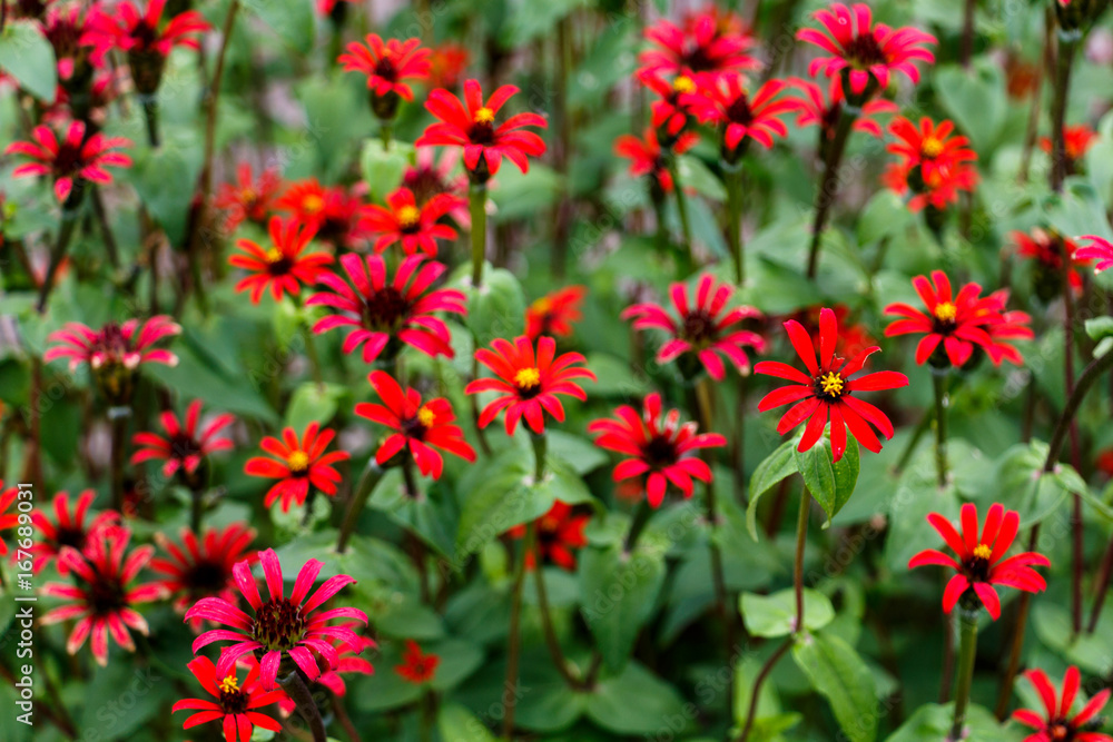 Chrysogonum peruvianum  Zinnia Flower Blossom Red Fuchsia Garden