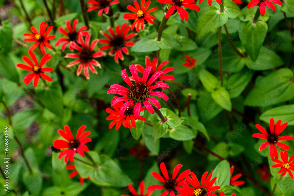 Chrysogonum peruvianum Zinnia Flower Blossom Red Fuchsia Garden Chrysogonum peruvianum Zinnia Flower Blossom Red Fuchsia Garden