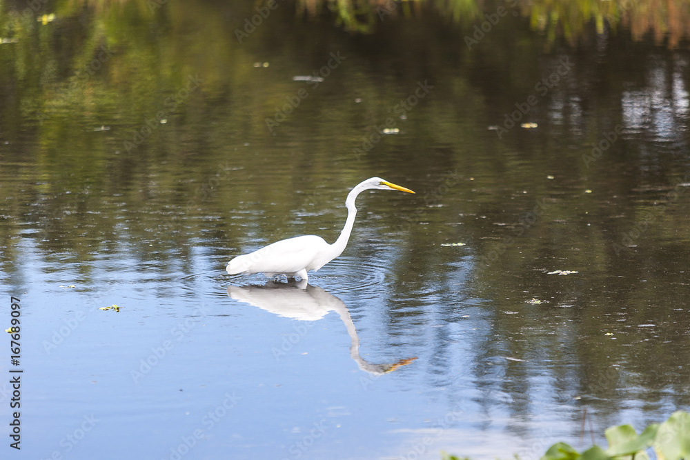 Wakodahatchee Wetlands in Delray Beach Wakodahatchee Wetlands in Delray Beach