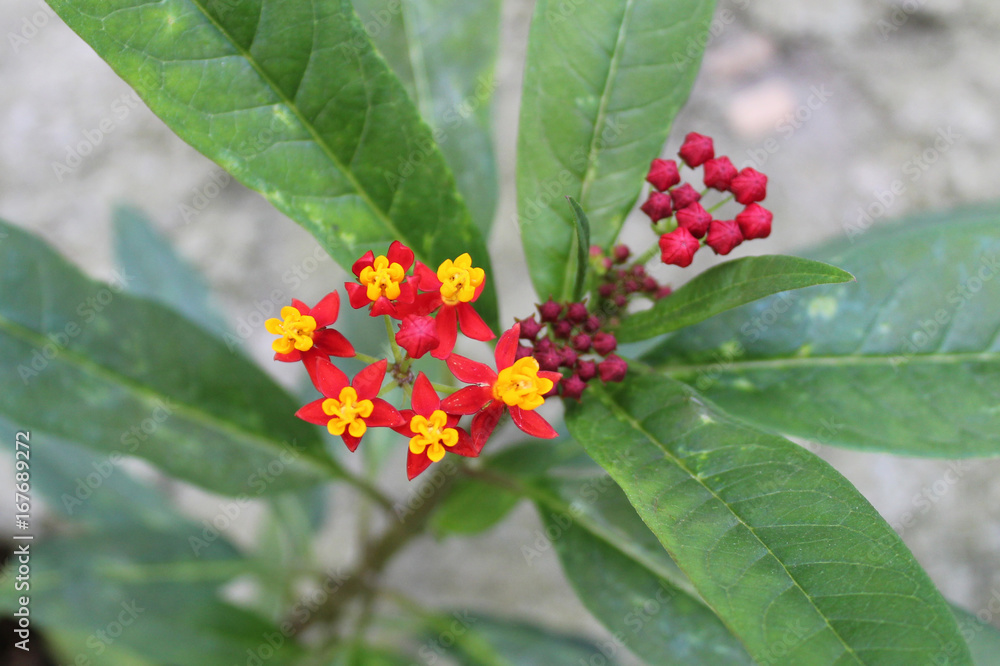 Fire flower bunch Fire flower bunch