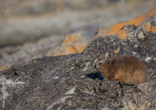 Sun bathing rock hyrax aka Procavia capensis at the Otter Trais at the Indian Ocean