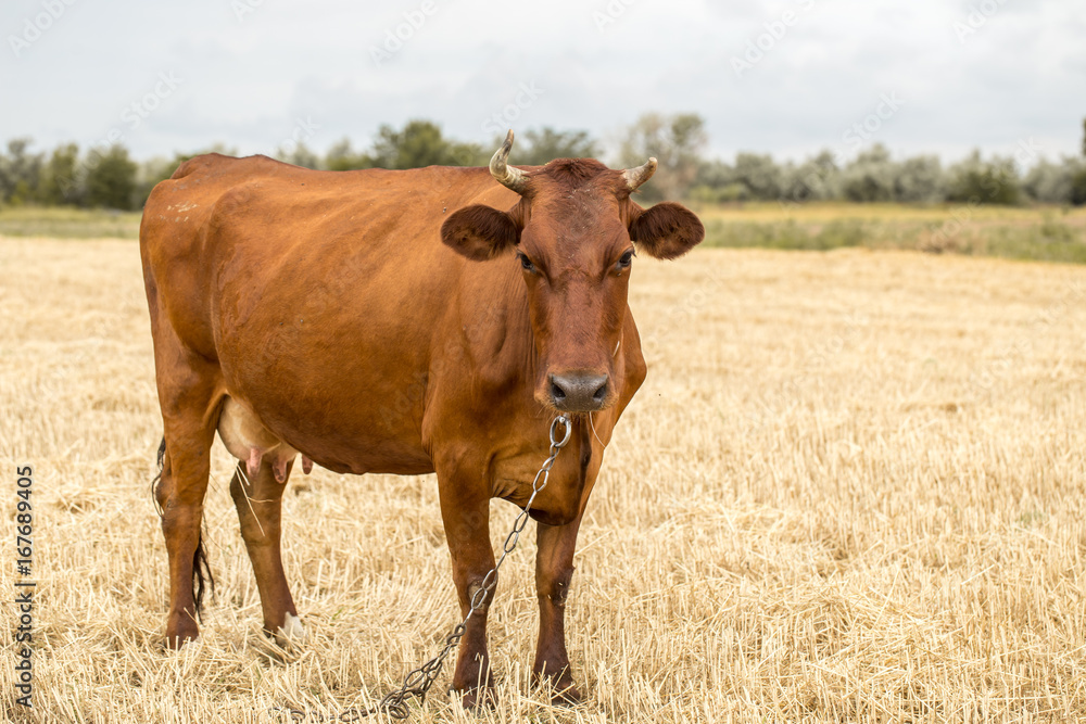 brown cow grazing in a yellow field