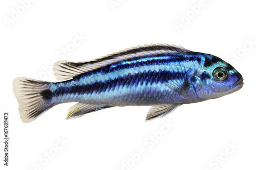 Metallic bluegray mbuna malawi cichlid Melanochromis johannii aquarium fish johanni 