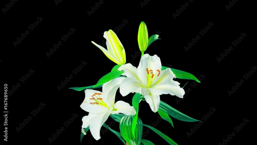 White lilies blossom, time-lapse with alpha channel White lilies blossom, time-lapse with alpha channel