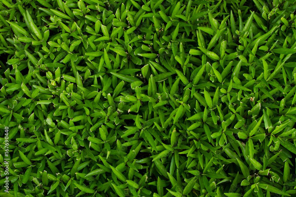 green plant wall background green plant wall background