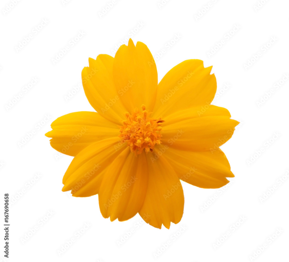 white cosmos flower isolated on white background white cosmos flower isolated on white background