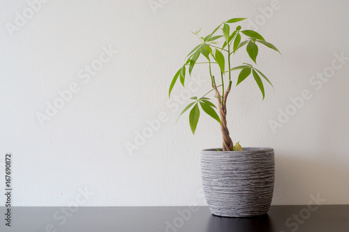 Money tree in a pot on a black wooden table white wall background.