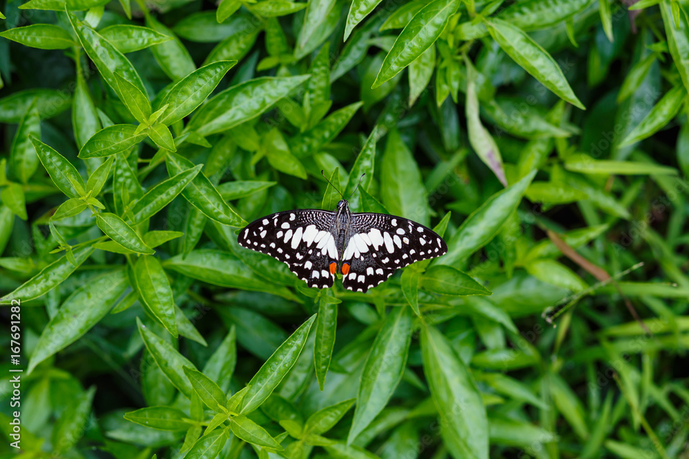 butterfly in garden butterfly in garden